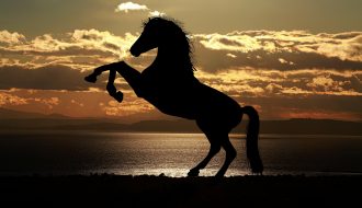 Miért is fontos a lovasiskola és a lovak szeretete?